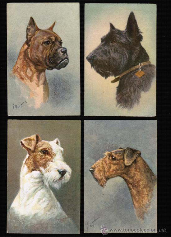 Postais: LOTE 7 POSTALES DE PERROS