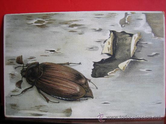 Postkarten: ANTIGUA POSTAL MODERNISTA HACIA 1900 TEMATICA INSECTO