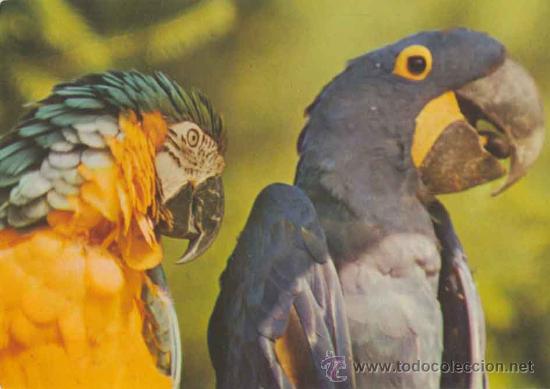 Postales: Postal  dos loros - printed in Germany - Hamburg - Foto 1