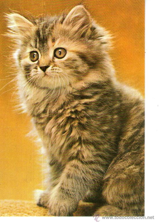 Postais: postal de un gato - felino -