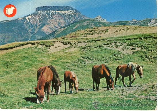 Postais: buena postal de unos caballos en los picos de europa