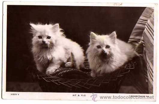 Postais: Gatos Kit & Flo.  Escrita.