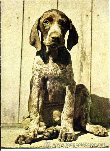 Postales: 603 tarjeta postal - perro - obp - despegada de &aacute;lbum y algo recortada - fauna