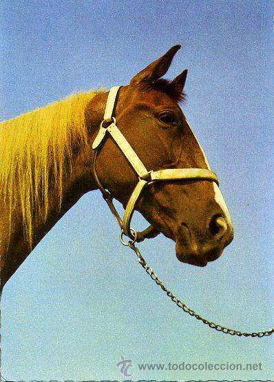 Postales: 601 tarjeta postal nueva - ALEMANIA - zoecke glanz - caballo fauna