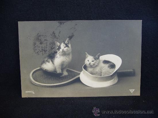 Cartes Postales: Postal Rom&aacute;ntica. Gatos con raqueta y sombrero. AR. Paris. 32837/6.