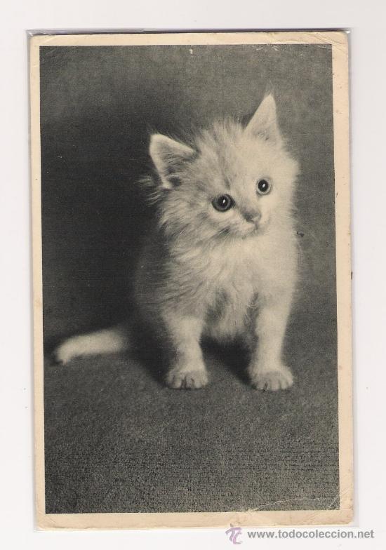 Postales: GATO.-P.C. PARIS.- - Foto 1