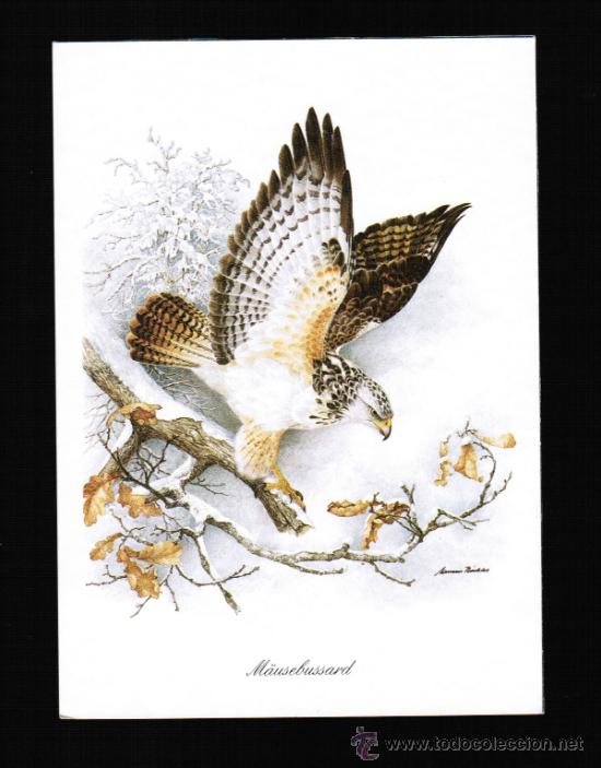 Cartes Postales: BONITA POSTAL DE ANIMALES