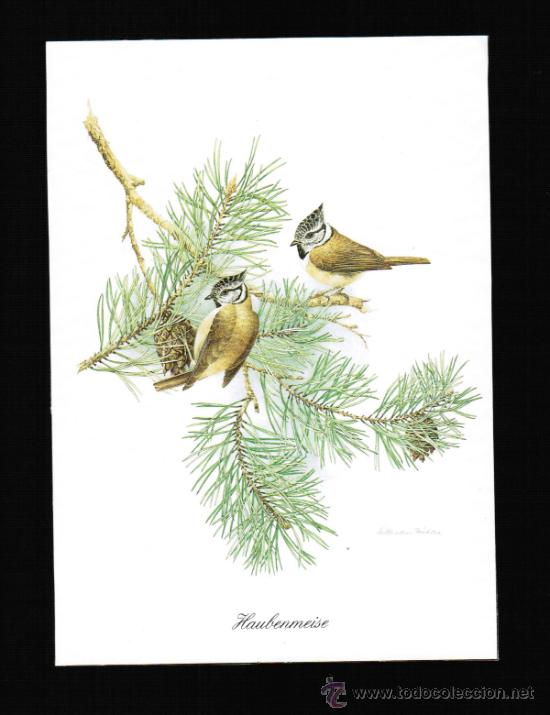 Cartes Postales: BONITA POSTAL DE ANIMALES