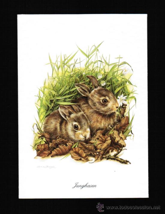 Cartes Postales: BONITA POSTAL DE ANIMALES