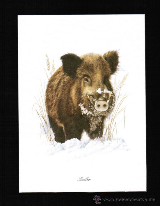Cartes Postales: BONITA POSTAL DE ANIMALES