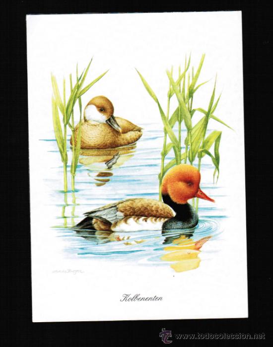 Cartes Postales: BONITA POSTAL DE ANIMALES