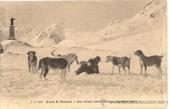 Postcards: POSTAL Grand st Bernard les chiens decouvrant un voyageur &aacute;gar&eacute; nnni