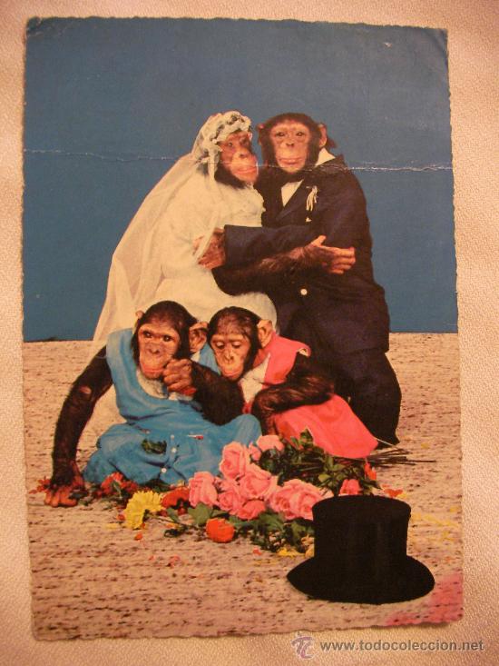 Cartes Postales: ANTIGUA POSTAL NOVIOS CHIMPACES CON SUS PAJES