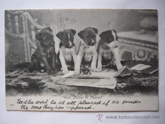 Cartes Postales: POSTAL COMICA DE PERRITOS.  CIRCULADA.  INGLATERRA.
