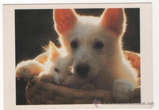 Cartes Postales: Postal animales ( sin escribir )