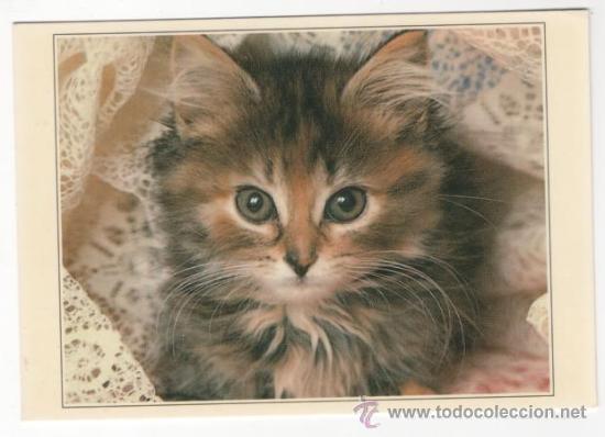 Cartes Postales: Postal animales ( sin escribir )