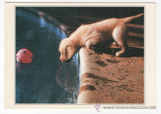 Cartes Postales: Postal animales ( sin escribir )