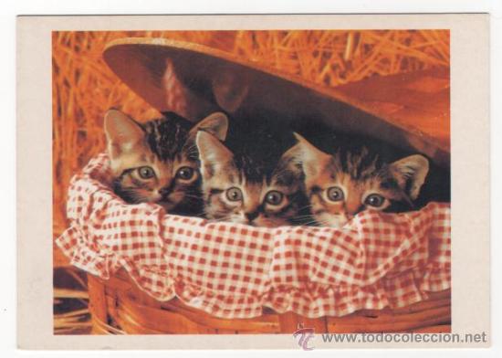 Cartes Postales: Postal animales ( sin escribir )