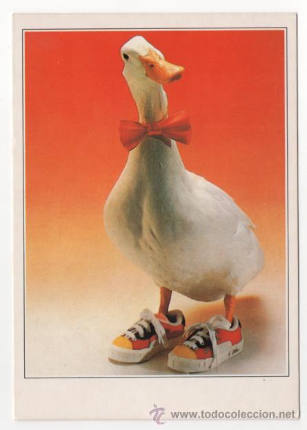 Cartes Postales: Postal animales ( sin escribir )
