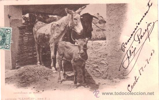 Cartes Postales: Compa&ntilde;eros de fatigas. Colecci&oacute;n &rdquo;C&aacute;novas&rdquo;, serie F. 7