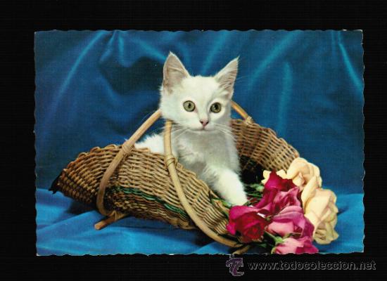 Cartes Postales: BONITAL POSTAL DE GATITO - CYZ 6085