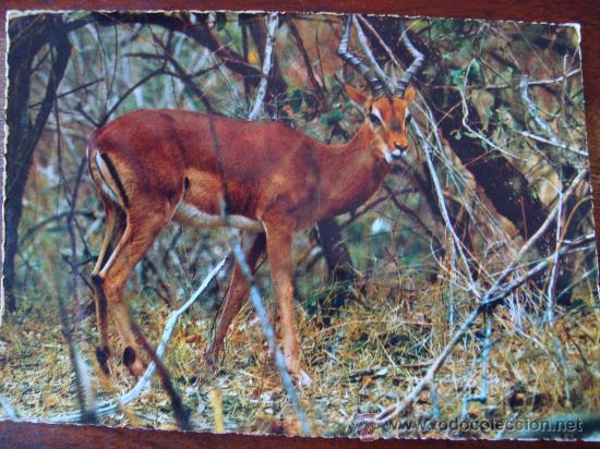 Postcards: Ant&iacute;lope impala, &Aacute;frica -circulada-.