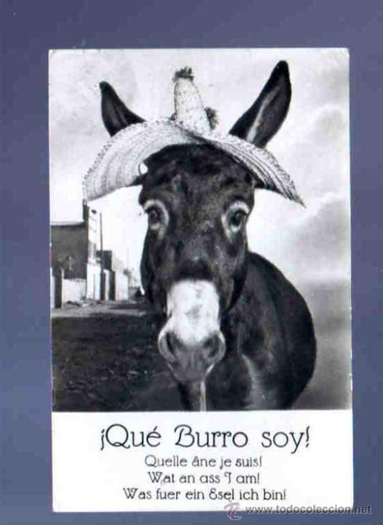 Postcards: TARJETA POSTAL DE ANIMALES. &iexcl;QUE BURRO SOY! DISTRIBUIDOR MUNDI.