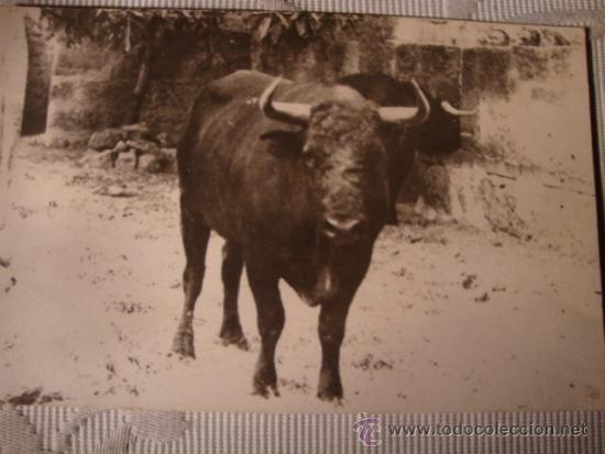 Postais: RARA TARJETA POSTAL ORIGINAL FOTOGRAFIA DE TORO TOROS, CA.1910