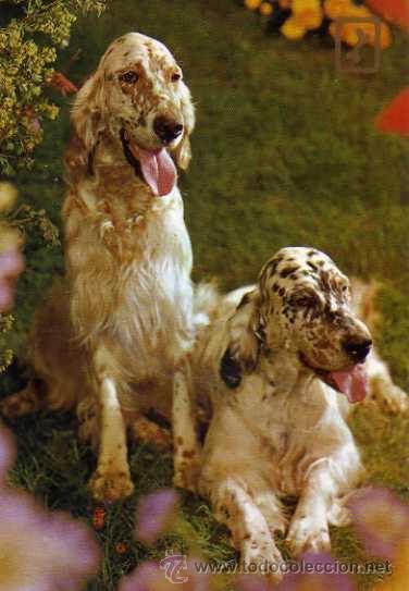 Postcards: PERROS COMERCIAL ESCUDO DE ORO SIN CIRCULAR