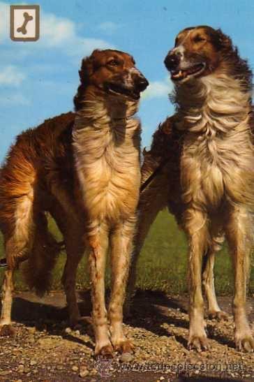 Postcards: PERROS SERIE 3056/2 COMERCIAL ESCUDO DE ORO SIN CIRCULAR