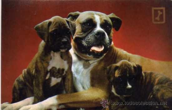 Postcards: PERROS SERIE 3066/2 ESCUDO DE ORO SIN CIRCULAR