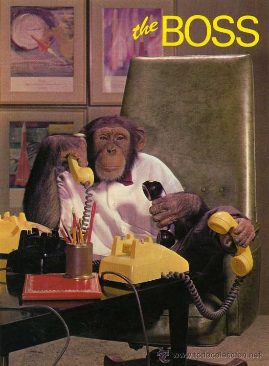 Postcards: POSTAL ANIMALES THE BOSS