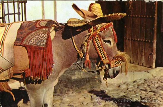 Postcards: POSTAL BURRO TIPICO ANDALUZ