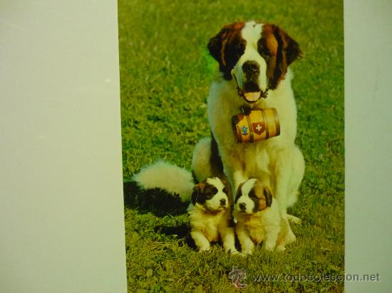 Postcards: POSTAL EXTRANjERA PERRO S.BERNARDO .-