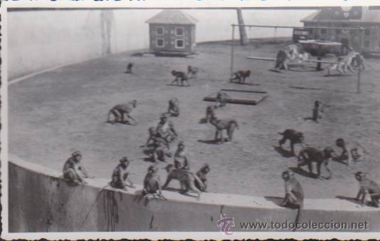 Postales: Monos en un Zool&oacute;gico. - Foto 1