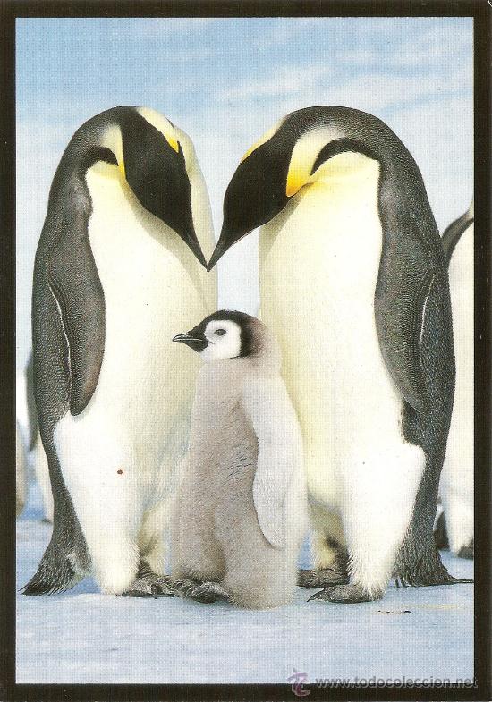 Postcards: EMPEROR PENGUINS AND CHICK - PHOTO HANS REINHARD - SIN CIRCULAR