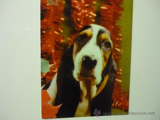 Cartes Postales: postal perro