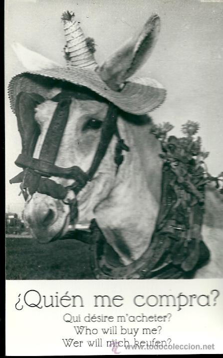 Postcards: POSTAL BURRO, CON LEYENDA -QUIEN ME COMPRA-DISTRIBUIDOR MUNDI, SIN CIRCULAR
