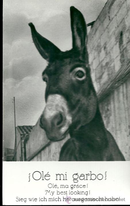 Postcards: POSTAL BURRO, CON LEYENDA -&iexcl;OL&Eacute; MI GARBO!-DISTRIBUIDOR MUNDI, SIN CIRCULAR