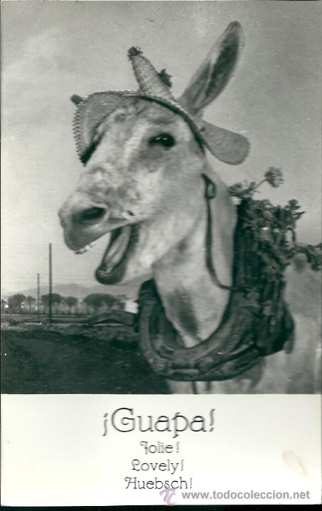 Postcards: POSTAL BURRO, CON LEYENDA -&iexcl;GUAPA!-DISTRIBUIDOR MUNDI, SIN CIRCULAR
