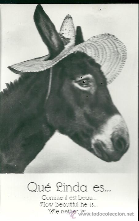 Postcards: POSTAL BURRO, CON LEYENDA -QU&Eacute; LINDA ES..-DISTRIBUIDOR DOMA, SIN CIRCULAR