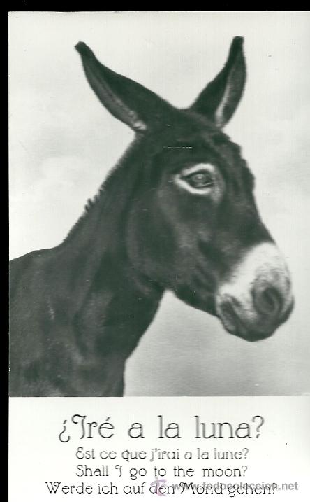 Postcards: POSTAL BURRO, CON LEYENDA -&iquest;IR&Eacute; A LA LUNA?.-DISTRIBUIDOR DOMA, SIN CIRCULAR