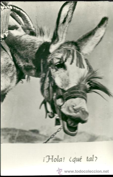 Postcards: POSTAL BURRO, CON LEYENDA -&iexcl;HOLA! &iquest;QUE TAL?-PONS CART, SIN CIRCULAR