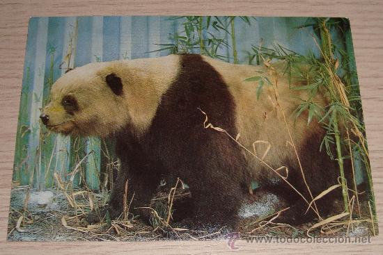 Postales: POSTAL DE UN PANDA COMIENDO BAMB&Uacute; MUSEO DE CHINA - Foto 1