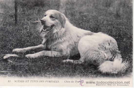 Postcards: POSTAL ANTIGUA - PERRO - PERRITO - ANIMALES