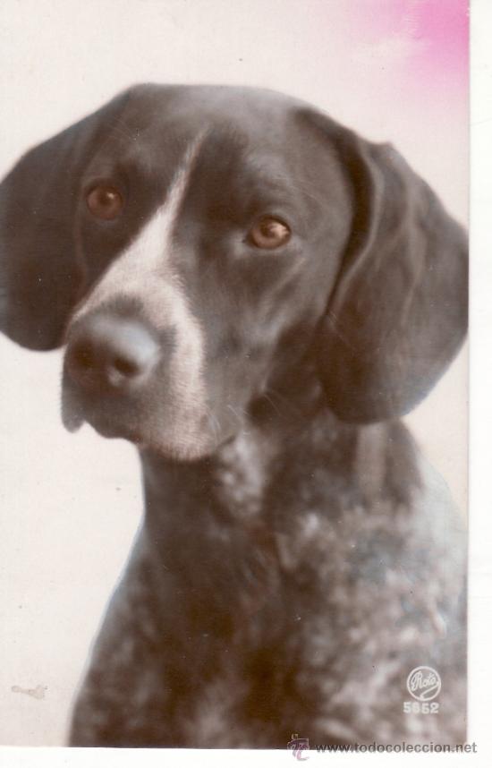 Postcards: POSTAL ANTIGUA DE UN PERRO