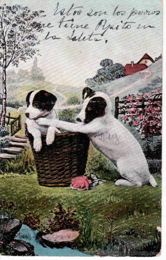Cartes Postales: POSTAL ANTIGUA DE PERROS