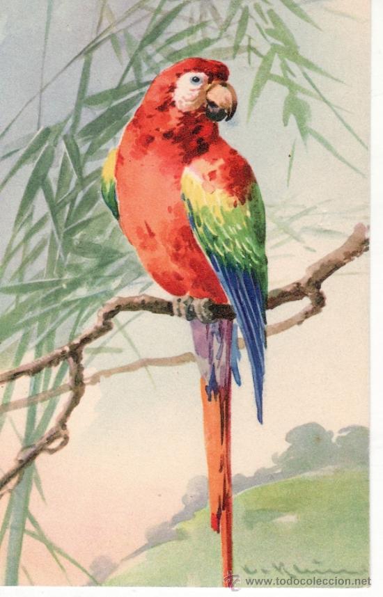 Postcards: POSTAL ANTIGUA DE AVES - LORO - GUACAMAYO