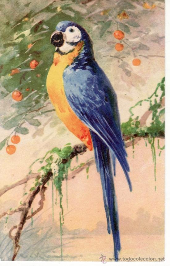 Postcards: POSTAL ANTIGUA DE AVES - LORO - GUACAMAYO