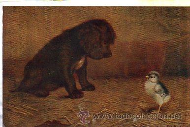 Postcards: TARJETA POSTAL ANIMALES, PERRO FRENTE A P&Aacute;JARO